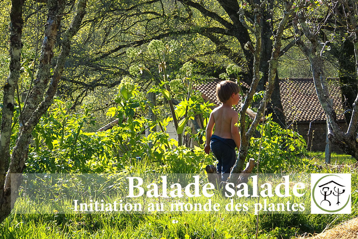 Atelier d'initiation aux plantes sauvages comestibles en Limousin