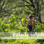 Atelier d'initiation aux plantes sauvages comestibles en Limousin