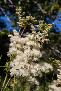 initiation aux plantes sauvages