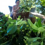 Tisane bio artisanale du Limousin - paysan herboriste