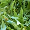 ferme en plantes aromatiques, médicinales et comestibles en limousin
