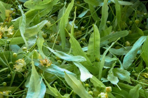 ferme en plantes aromatiques, médicinales et comestibles en limousin