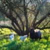 vacances famille limousin nature
