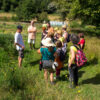 Plantes aromatiques en limousin