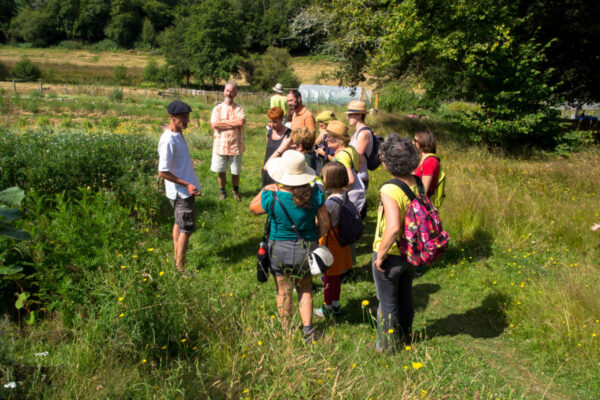 Plantes aromatiques en limousin