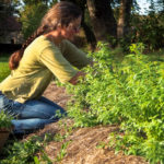 ferme en plantes aromatiques, médicinales et comestibles en limousin
