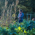 Des ateliers et des stages plantes sauvages et comestibles en Limousin et en Périgord