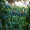 Visite commentée de la ferme – Image 5