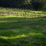initiation aux plantes sauvages