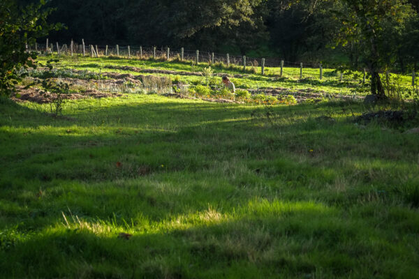 initiation aux plantes sauvages