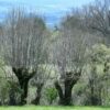 initiation aux plantes sauvages