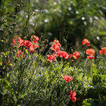 Stage plantes sauvages et comestibles en limousin