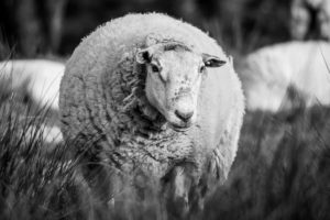 Vacances à la ferme en Limousin