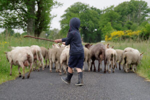 Visite ferme pédagogique