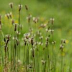 Plantain, stage plantes sauvages en limousin