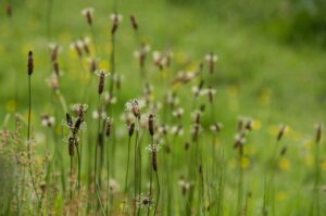 Plantain, stage plantes sauvages en limousin