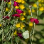 Compagnon rouge, plante sauvage len Périgord limousin