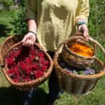 Plantes aromatiques en perigord limousin