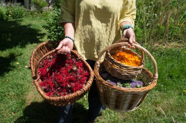 Plantes aromatiques en perigord limousin