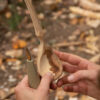 Vivre avec le bois - de la forêt à l'atelier – Image 7