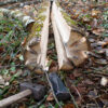 Vivre avec le bois - de la forêt à l'atelier – Image 15