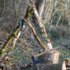 Vivre avec le bois - de la forêt à l'atelier – Image 10