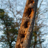 Vivre avec le bois - de la forêt à l'atelier – Image 12