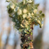 Vivre avec le bois - de la forêt à l'atelier – Image 13