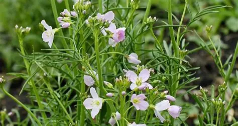 La cardamine des prés