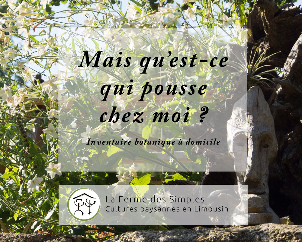 Inventaire botanique à domicile