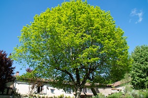 La Ferme des Simples | Production fermière bio - Chambres d'hôtes - Campement forestier place picture